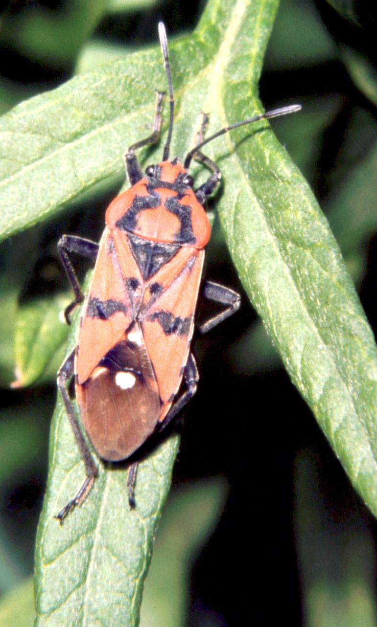 Spilostethus pandurus